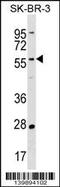 TATA-Box Binding Protein Associated Factor 6 Like antibody, 60-381, ProSci, Western Blot image 