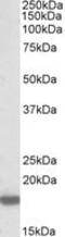 Pleiotrophin antibody, MBS422267, MyBioSource, Western Blot image 