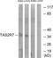 Taste 2 Receptor Member 7 antibody, PA5-39713, Invitrogen Antibodies, Western Blot image 