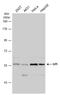 PGI antibody, GTX113203, GeneTex, Western Blot image 