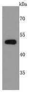 Poly(A) Binding Protein Nuclear 1 antibody, NBP2-67015, Novus Biologicals, Western Blot image 