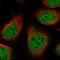 Ankyrin Repeat Domain 12 antibody, HPA040705, Atlas Antibodies, Immunofluorescence image 