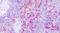 C-X3-C Motif Chemokine Receptor 1 antibody, PA5-32713, Invitrogen Antibodies, Immunohistochemistry frozen image 
