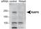 RB Binding Protein 6, Ubiquitin Ligase antibody, PA5-23054, Invitrogen Antibodies, Western Blot image 