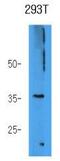 Afar antibody, GTX53685, GeneTex, Western Blot image 