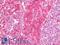 Lymphotoxin Alpha antibody, LS-B11428, Lifespan Biosciences, Immunohistochemistry frozen image 