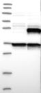Carboxypeptidase A4 antibody, NBP1-85494, Novus Biologicals, Western Blot image 