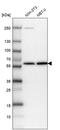 Integrator Complex Subunit 14 antibody, PA5-59238, Invitrogen Antibodies, Western Blot image 
