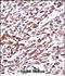 Mov10 RISC Complex RNA Helicase antibody, PA5-48726, Invitrogen Antibodies, Immunohistochemistry frozen image 