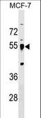 Leucine Rich Repeat Containing 42 antibody, LS-C158074, Lifespan Biosciences, Western Blot image 