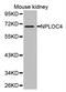 NPL4 Homolog, Ubiquitin Recognition Factor antibody, orb154089, Biorbyt, Western Blot image 