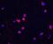 Checkpoint Kinase 2 antibody, A00277, Boster Biological Technology, Immunofluorescence image 