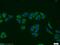 Mevalonate Kinase antibody, 12228-1-AP, Proteintech Group, Immunofluorescence image 