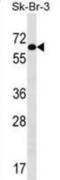 Thyroid Hormone Receptor Interactor 4 antibody, abx028943, Abbexa, Western Blot image 