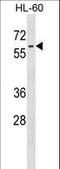 Lin-9 DREAM MuvB Core Complex Component antibody, LS-C165786, Lifespan Biosciences, Western Blot image 