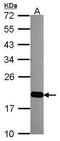 Mitochondrial Ribosomal Protein L12 antibody, PA5-30159, Invitrogen Antibodies, Western Blot image 