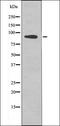 c-met antibody, orb335789, Biorbyt, Western Blot image 