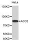 Aconitase 2 antibody, orb373145, Biorbyt, Western Blot image 