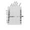 Glutamate dehydrogenase 1, mitochondrial antibody, VPA00667, Bio-Rad (formerly AbD Serotec) , Western Blot image 