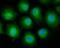 Cullin 4A antibody, NBP2-75459, Novus Biologicals, Immunocytochemistry image 