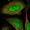 Ring Finger Protein 126 antibody, NBP1-83645, Novus Biologicals, Immunofluorescence image 