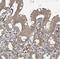 BolA Family Member 2B antibody, NBP2-54720, Novus Biologicals, Immunohistochemistry frozen image 