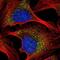 Heme Binding Protein 1 antibody, NBP2-49224, Novus Biologicals, Immunofluorescence image 