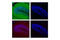 mCherry Tag  antibody, 43590S, Cell Signaling Technology, Flow Cytometry image 