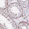 KIAA1211 antibody, HPA048148, Atlas Antibodies, Immunohistochemistry frozen image 