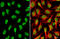 Heterogeneous Nuclear Ribonucleoprotein A2/B1 antibody, GTX127928, GeneTex, Immunofluorescence image 