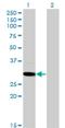 hMed6 antibody, H00010001-M07, Novus Biologicals, Western Blot image 