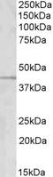 GRAM Domain Containing 2B antibody, EB10339, Everest Biotech, Western Blot image 