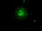 Aurora Kinase C antibody, TA500554AM, Origene, Immunofluorescence image 