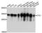 Cytochrome C1 antibody, STJ112478, St John