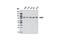 Ribosomal Protein S6 Kinase A3 antibody, 5528S, Cell Signaling Technology, Western Blot image 