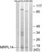 Mitochondrial Ribosomal Protein L14 antibody, LS-C119623, Lifespan Biosciences, Western Blot image 