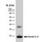 Interleukin 2 antibody, MCA1493, Bio-Rad (formerly AbD Serotec) , Western Blot image 