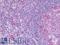Fibroblast Growth Factor 18 antibody, LS-B10539, Lifespan Biosciences, Immunohistochemistry frozen image 