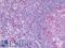 Fibroblast growth factor 18 antibody, LS-B10539, Lifespan Biosciences, Immunohistochemistry frozen image 