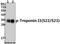 Troponin I3, Cardiac Type antibody, A01720S22S23, Boster Biological Technology, Western Blot image 