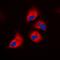 Ribosomal Protein S6 Kinase B1 antibody, orb224001, Biorbyt, Immunocytochemistry image 