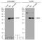 POU Class 2 Homeobox Associating Factor 1 antibody, GTX133969, GeneTex, Western Blot image 