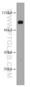 Delta Like Canonical Notch Ligand 4 antibody, 21584-1-AP, Proteintech Group, Western Blot image 