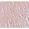 Solute Carrier Family 39 Member 9 antibody, LS-C144294, Lifespan Biosciences, Immunohistochemistry frozen image 