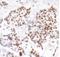 Tim1 antibody, NB100-40853, Novus Biologicals, Immunohistochemistry paraffin image 