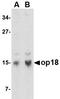 Stathmin 1 antibody, orb74844, Biorbyt, Western Blot image 