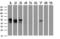 Non-POU Domain Containing Octamer Binding antibody, LS-C787199, Lifespan Biosciences, Western Blot image 