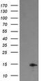 TPD52 Like 3 antibody, TA504966, Origene, Western Blot image 