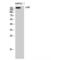 Rho Guanine Nucleotide Exchange Factor 12 antibody, LS-C384310, Lifespan Biosciences, Western Blot image 