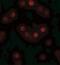 GEMIN2 antibody, NBP1-77177, Novus Biologicals, Immunocytochemistry image 
